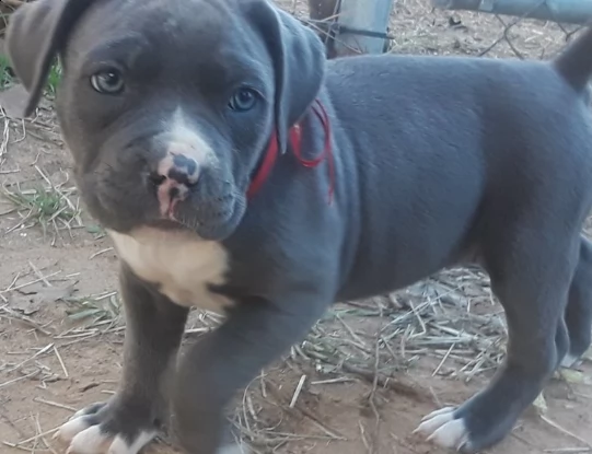 meravigliosi cuccioli american pitbull terrier  | Foto 0