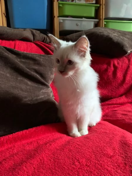 gattini ragdoll con pedigree | Foto 0