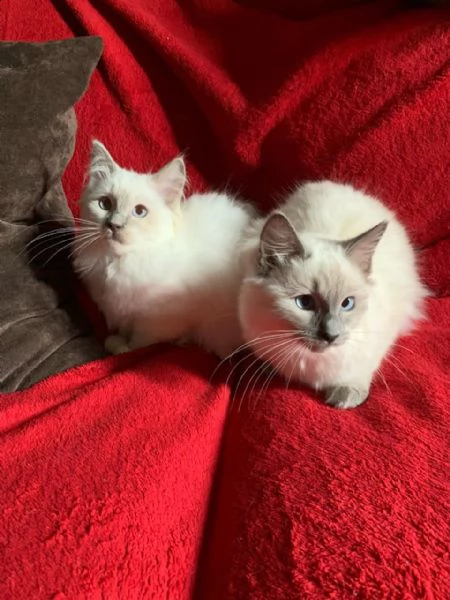 gattini ragdoll con pedigree