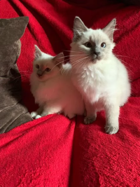 ragdoll di 3 mesi gattini