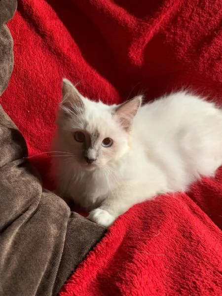 ragdoll di 3 mesi gattini | Foto 0