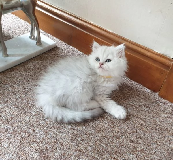 persiano gattini di 65gg | Foto 2