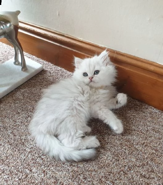 persiano gattini di 65gg | Foto 1