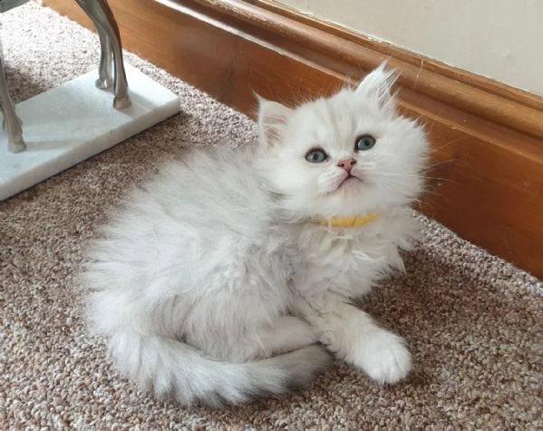 persiano gattini di 65gg | Foto 0