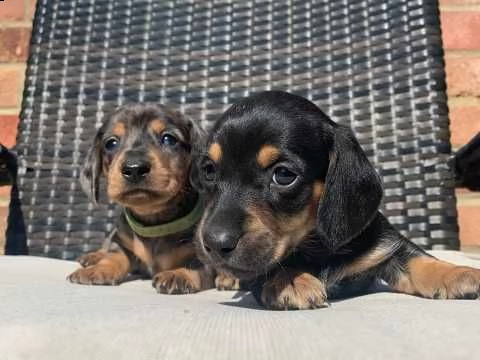 bassotto nano piccola taglia di 75gg | Foto 1