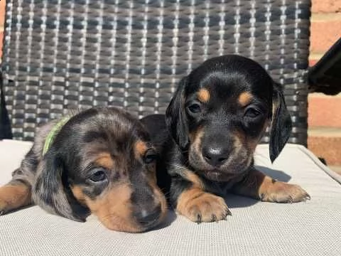 bassotto nano piccola taglia di 75gg | Foto 0