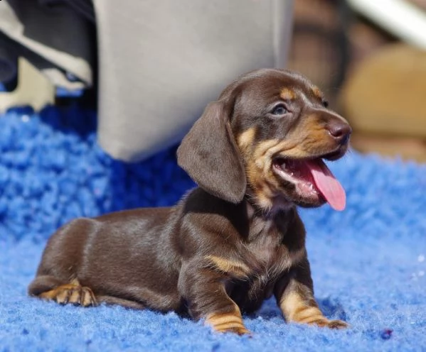 bassotto nano piccola taglia di 75gg