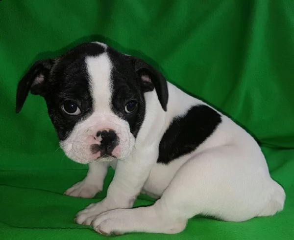 bouledogue francese di 3 mesi | Foto 0