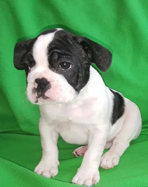 cuccioli bouledogue francese