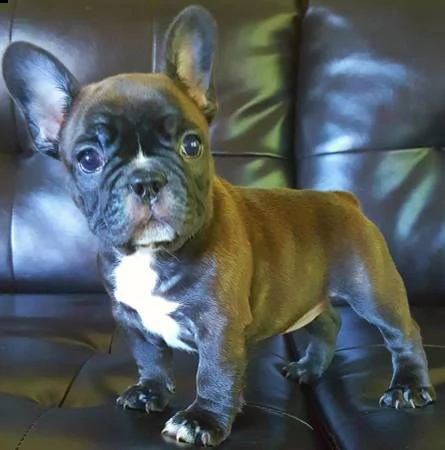 bouledogue francese maschi e femmine | Foto 0