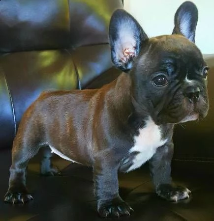 bouledogue francese maschi e femmine
