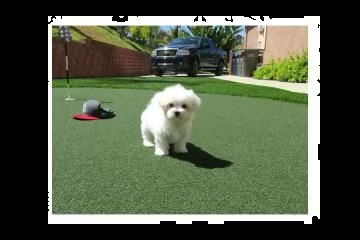 cuccioli maltesino toy