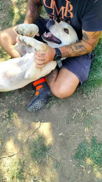 miele 6 anni simil pit | Foto 3