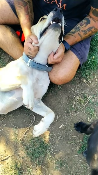 miele 6 anni simil pit | Foto 2