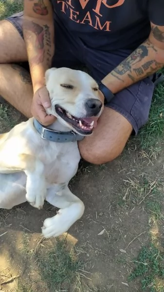 miele 6 anni simil pit | Foto 1