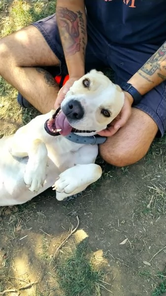 miele 6 anni simil pit