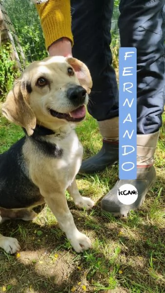 Fernando taglia piccola