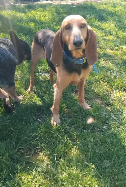 Duca segugio | Foto 1