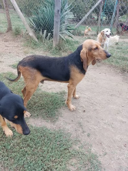 Duca segugio | Foto 0