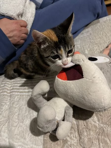 Lisa 3 mesi e mezzo | Foto 1