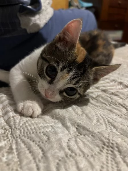 Lisa 3 mesi e mezzo | Foto 0