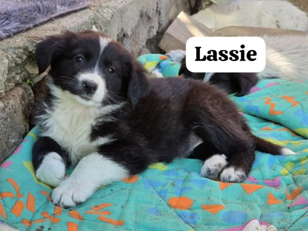 Lassie 2 mesi  | Foto 0