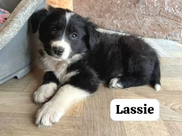 Lassie 2 mesi 