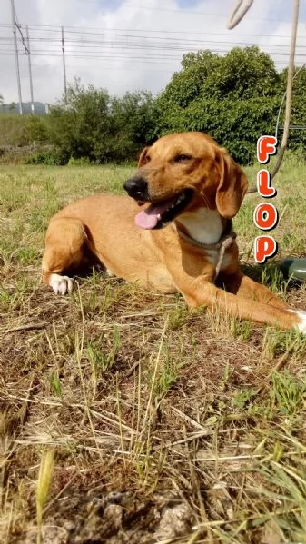 Flop 2 anni 