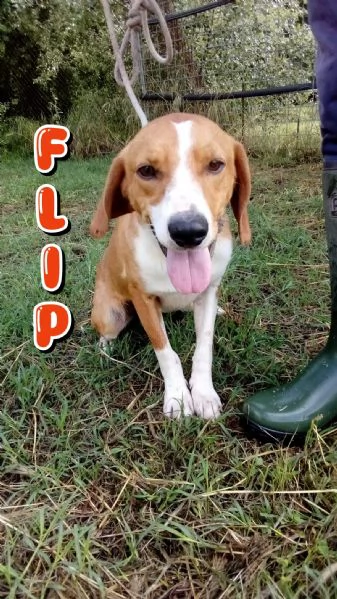 Flip 2 anni 