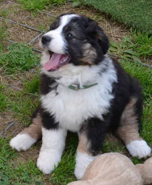 Cucciola di pastore australiano