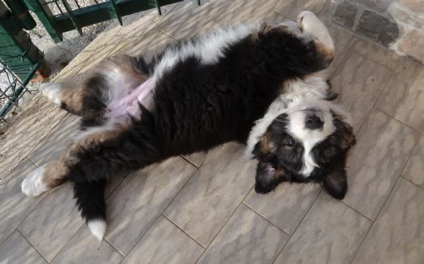 Cucciola di pastore australiano | Foto 1