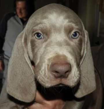 due cuccioli di weimaraner