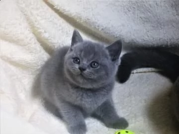 bellissimi cuccioli di razza british shorthair