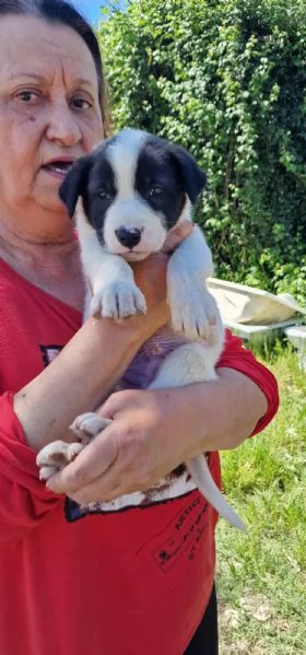 Max Meraviglioso Giovanotto Bianco Nero Cerca Famiglia | Foto 6