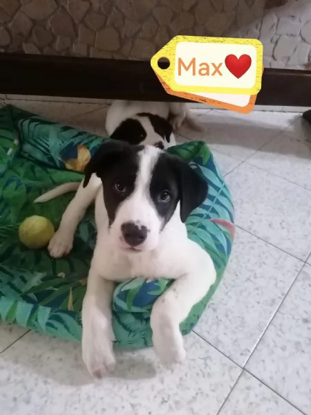 Max Meraviglioso Giovanotto Bianco Nero Cerca Famiglia | Foto 5