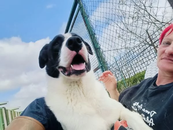 Max Meraviglioso Giovanotto Bianco Nero Cerca Famiglia | Foto 4