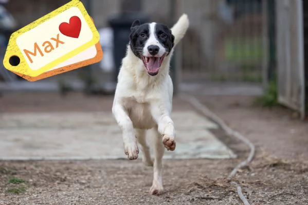 Max Meraviglioso Giovanotto Bianco Nero Cerca Famiglia | Foto 2