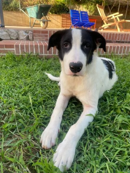 Max Meraviglioso Giovanotto Bianco Nero Cerca Famiglia | Foto 1