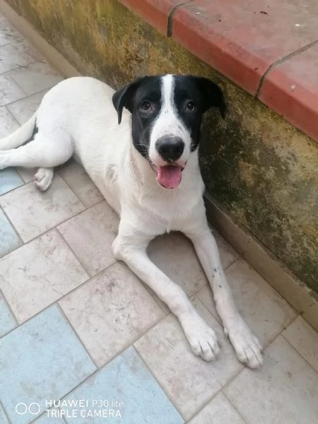 Max Meraviglioso Giovanotto Bianco Nero Cerca Famiglia | Foto 0