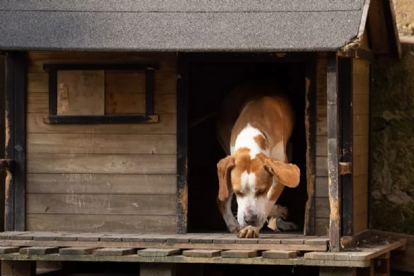 Amadeo Splendido Giovane Mix Pointer Cerca Famiglia | Foto 3