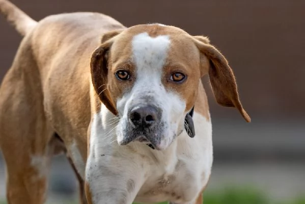 Amadeo Splendido Giovane Mix Pointer Cerca Famiglia