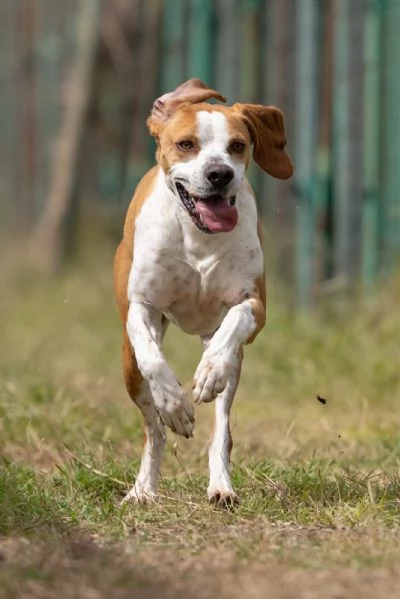 Amadeo Splendido Giovane Mix Pointer Cerca Famiglia | Foto 2