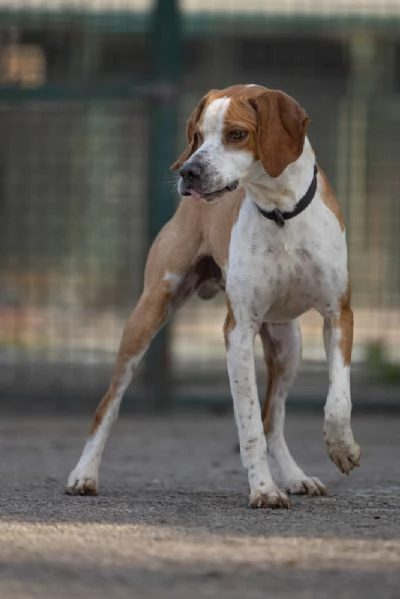 Amadeo Splendido Giovane Mix Pointer Cerca Famiglia | Foto 1