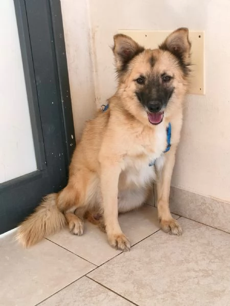 Brando Splendido Simil Volpino Tg Medio Piccola 