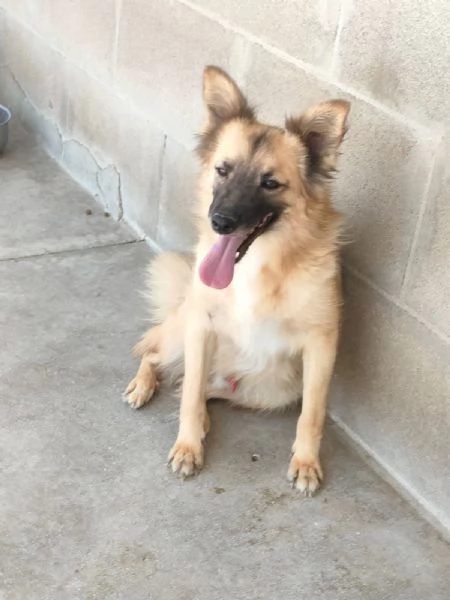 Brando Splendido Simil Volpino Tg Medio Piccola  | Foto 5