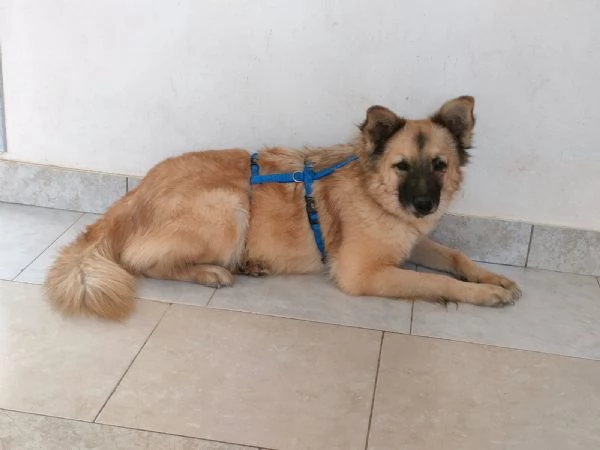 Brando Splendido Simil Volpino Tg Medio Piccola  | Foto 4