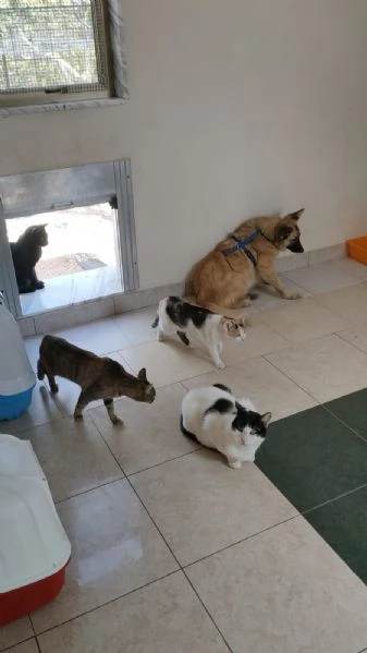 Brando Splendido Simil Volpino Tg Medio Piccola  | Foto 3