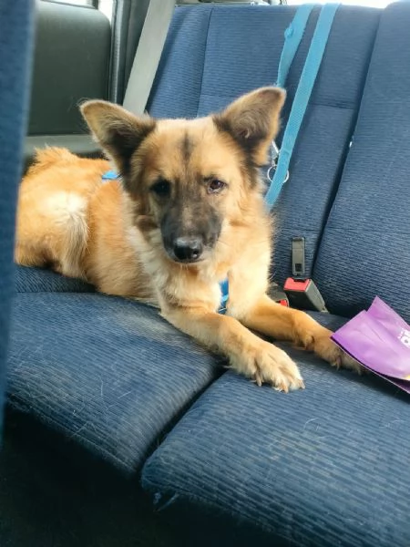 Brando Splendido Simil Volpino Tg Medio Piccola  | Foto 2