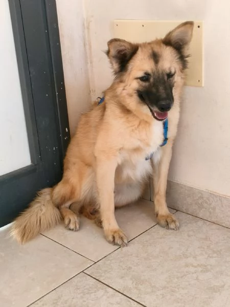 Brando Splendido Simil Volpino Tg Medio Piccola  | Foto 1