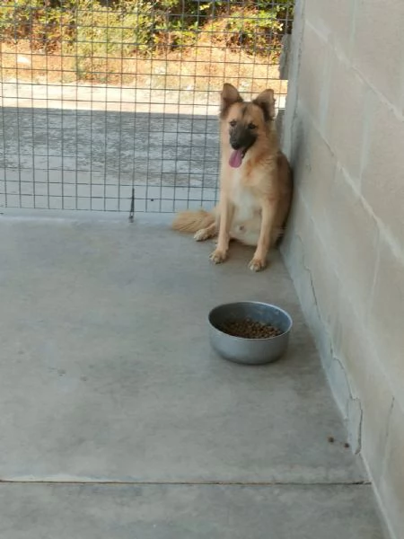 Brando Splendido Simil Volpino Tg Medio Piccola  | Foto 0